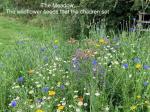 Image: Wildflowers set by the school children